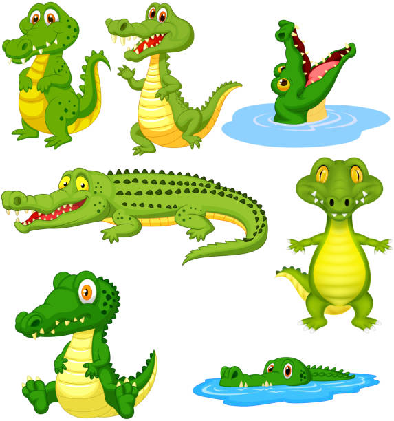 Cartoon green crocodile collection set Vector illustration of Cartoon green crocodile collection set crocodile stock illustrations