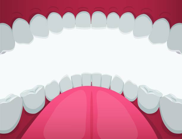 ilustrações de stock, clip art, desenhos animados e ícones de cartoon human mouth white teeth view inside vector graphic illustration - interior