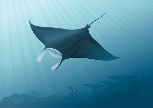 Cartoon illustration of a sting ray in the ocean