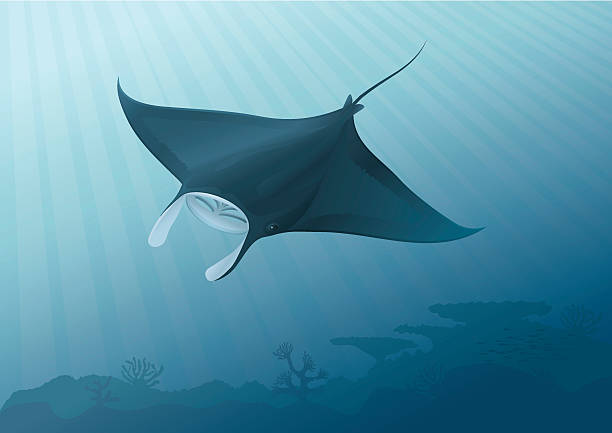 Cartoon illustration of a sting ray in the ocean Manta Ray flying above the seabed.  manta ray stock illustrations