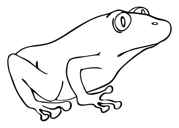 Cartoon illustration of the green frog vector art illustration