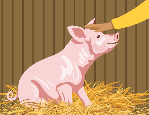 illustrazioni stock, clip art, cartoni animati e icone di tendenza di maiale cartone animato nel suo letto di paglia in una fattoria - fieno