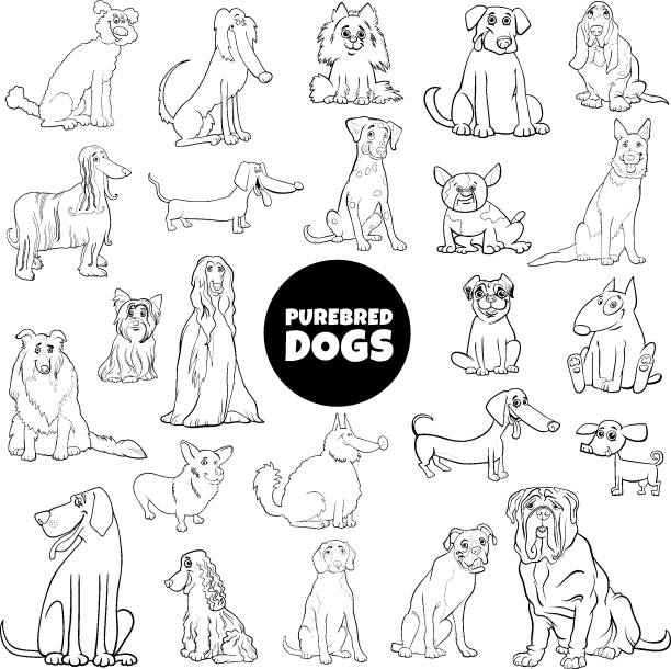 cartoon purebred dogs large set color book page Black and White Cartoon Illustration of Purebred Dogs Animal Characters Large Set Coloring Book Page dog drawings stock illustrations