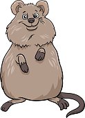 Cartoon illustration of quokka comic animal character