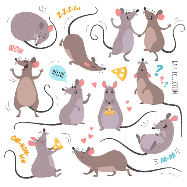 Cartoon rats collection. Vector illustration of funny rats in various poses and actions. Isolated on white. mouse animal stock illustrations