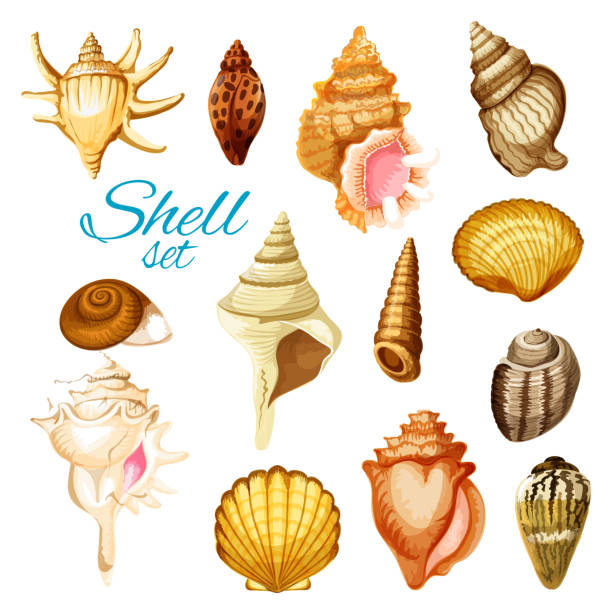 illustrations, cliparts, dessins animés et icônes de animaux de dessin animé coquillage et les mer de mollusque - bulots