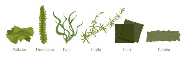Cartoon seaweed set vector graphic illustration. Collection of natural algae marine plant Cartoon seaweed set vector graphic illustration. Collection of natural algae marine plant colorful eat isolated on white background. Traditional japanese cookery food seaweed stock illustrations