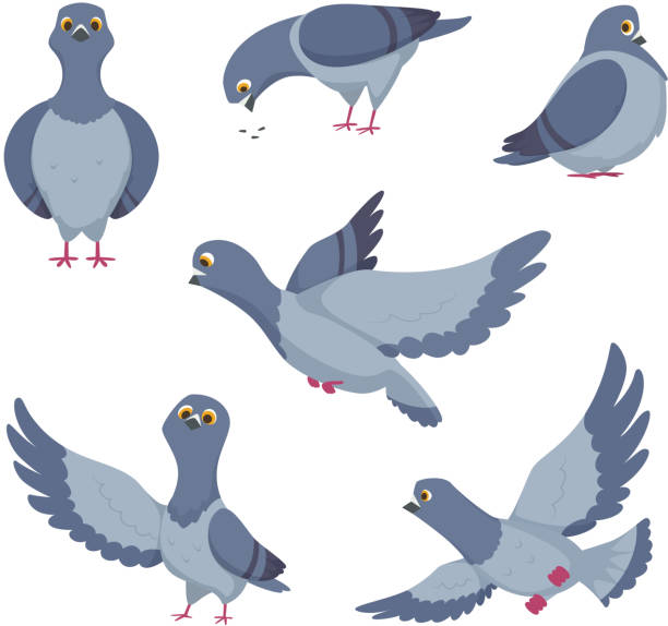 stockillustraties, clipart, cartoons en iconen met cartoon set van grappige duiven. illustraties van vogels - duif