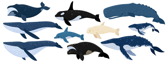 Cartoon set of whales. Beluga, killer whale, humpback whale, cachalot, blue whale, dolphin, bowhead, southern right whale, sperm hale. Underwater world, Marine life. Vector illustration of a whale.