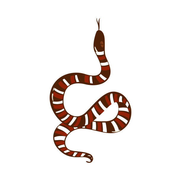 Cartoon snake drawing with brown and white stripes showing tongue Cartoon snake drawing with brown and white stripes showing tongue - hand drawn serpent animal isolated on white background - flat vector illustration. snake with its tongue out stock illustrations
