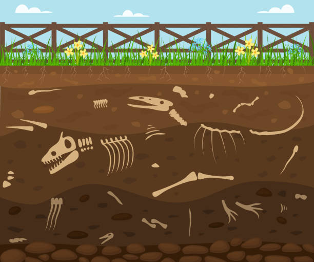 ilustrações de stock, clip art, desenhos animados e ícones de cartoon soil with dead animals card background. vector - layers of the earth
