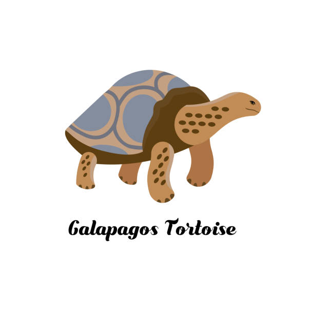 cartoon-stil-ikone der galapagos-schildkröte. - galápagos stock-grafiken, -clipart, -cartoons und -symbole