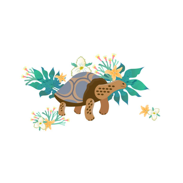 cartoon-stil-ikone der galapagos-schildkröte mit tropischen blumen, blätter. - galápagos stock-grafiken, -clipart, -cartoons und -symbole