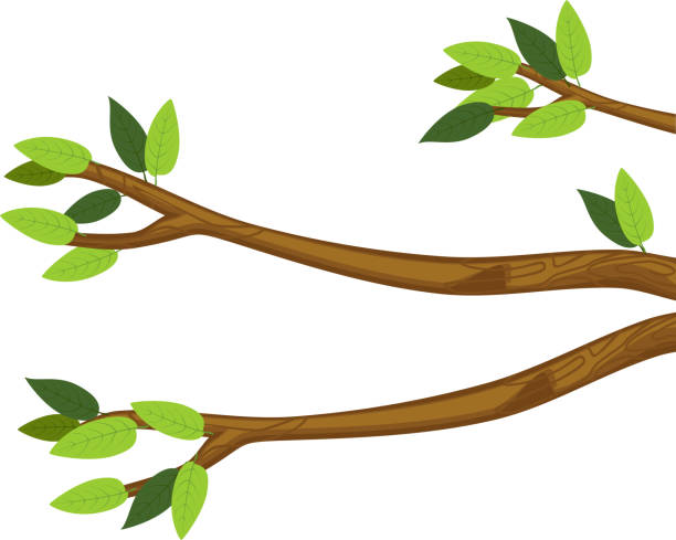 흰색 배경에 고립 된 녹색 잎만화 나무 가지 - 나뭇가지 stock illustrations