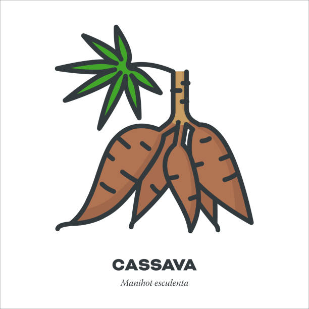 Cassava roots icon, filled outline style vector vector art illustration