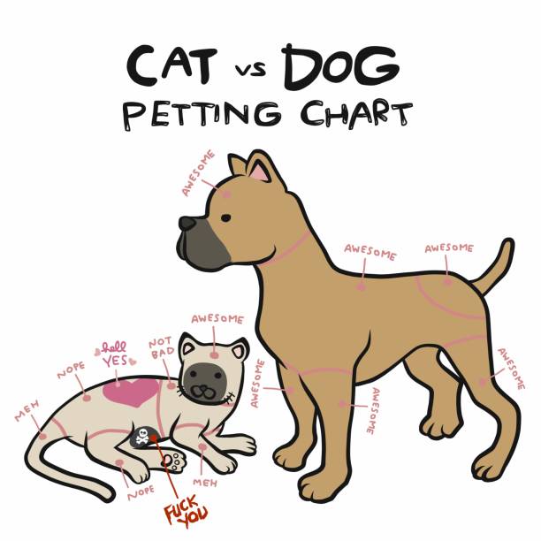 illustrazioni stock, clip art, cartoni animati e icone di tendenza di illustrazione vettoriale del cartone animato di gatti e cani - allevatore