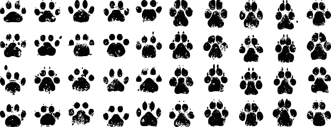 Cat and Dog Prints