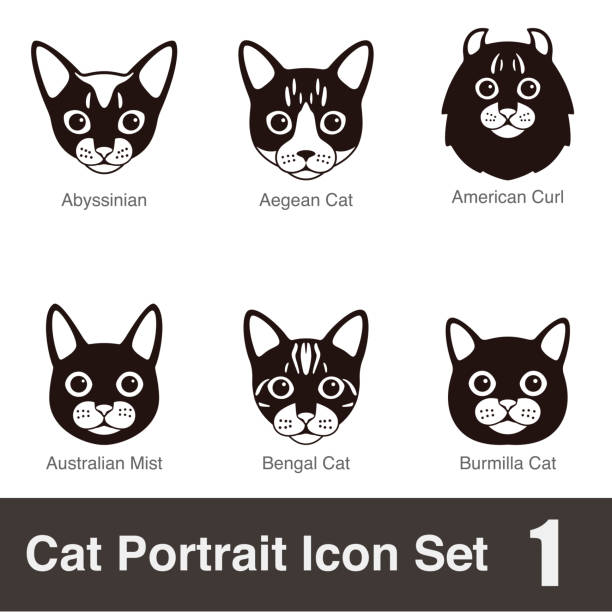 cat breed face cartoon flat icon series, vector illustration - bengals 幅插畫檔、美工圖案、卡通及圖標