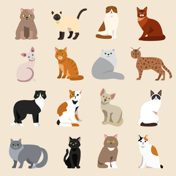 bildbanksillustrationer, clip art samt tecknat material och ikoner med cat breeds cute pet animal set - otämjd katt