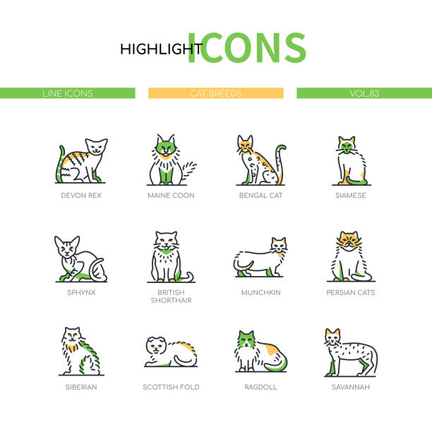 Cat breeds - modern line design style icons set Cat breeds - modern line design style icons set on white background. A collection of beautiful purebred pets. Devon Rex, Maine Coon, Bengal, Siamese, Sphynx, Munchkin, Siberian, Scottish fold animals bengals stock illustrations