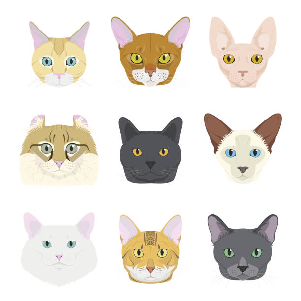 kot ras vector collection: zestaw 9 różnych ras kotów w stylu kreskówki. - bengals stock illustrations