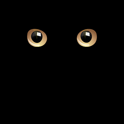 Cat eyes in darkness