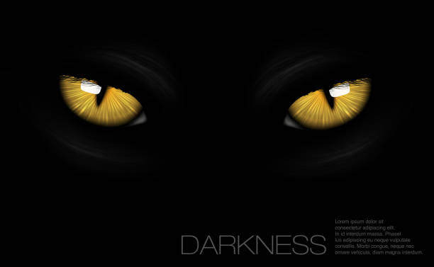 в темноте глаза кошки - глаз животного stock illustrations