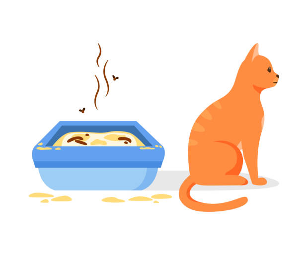 Cat not using dirty litter box. Wrong way to maintain cat toilet. Pet toilet hygiene concept. Flat style vector illustration Cat not using dirty litter box. Wrong way to maintain cat toilet. Pet toilet hygiene concept. Flat style vector illustration kitten litter stock illustrations