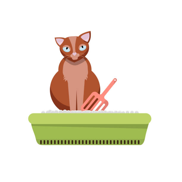 Cat sitting in litter box. Clipart image. Kitty that sits in a cat litter tray. Cat in the toilet . Flat cartoon style vector design illustrations Cat sitting in litter box. Clipart image. Kitty that sits in a cat litter tray. Cat in the toilet . Flat cartoon style vector design illustrations. kitten litter stock illustrations