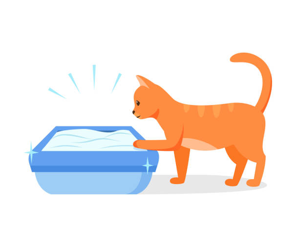 Cat using clean litter box. Right way to maintain cat toilet. Pet toilet hygiene concept. Vector illustration Cat using clean litter box. Right way to maintain cat toilet. Pet toilet hygiene concept. Vector illustration kitten litter stock illustrations