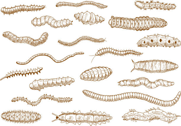 Caterpillars, larvae, worms, slugs, centipedes Butterfly and moth caterpillars, larvae of bugs, worms, slugs and variety of centipedes vintage sketch drawing icons. Nature, biology, education theme design worm stock illustrations