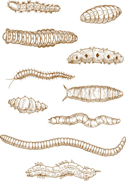 Caterpillars, worms and larvae sketches Caterpillars, worms and larvae sketches with top view of crawling insects adorned by camouflage pattern with spots, stripes and spiky hairs maggot stock illustrations