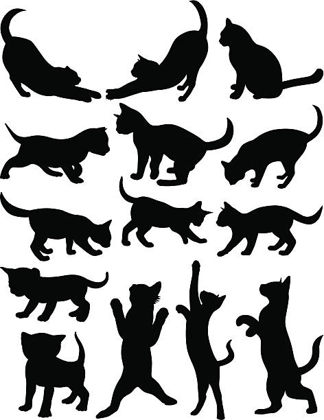 illustrations, cliparts, dessins animés et icônes de chats 1 - chaton