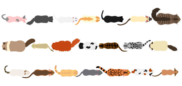 kediler kenarlık kümesi - bengals stock illustrations