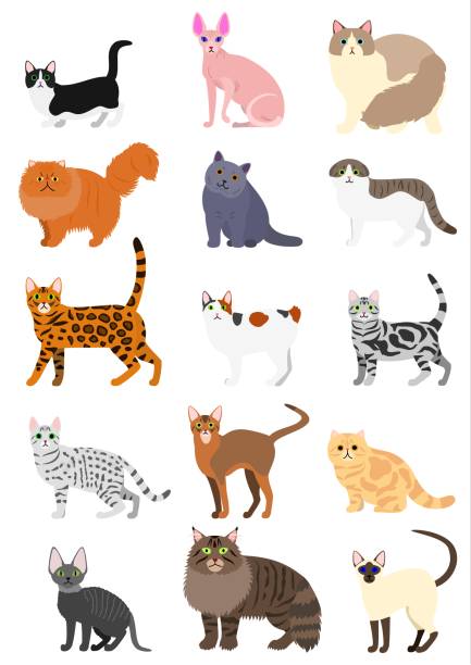 ilustraciones, imágenes clip art, dibujos animados e iconos de stock de conjunto de razas de gatos - bengals