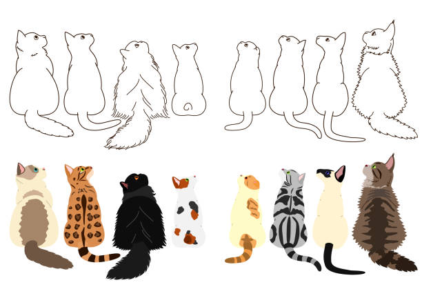 koty patrząc w górę bokiem w dwóch rzędach - bengals stock illustrations