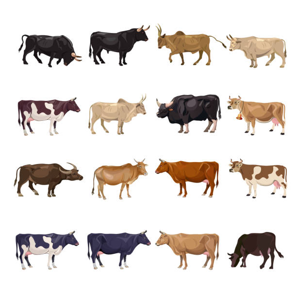 Cattle breeding set Cattle breeding set. Cows and bulls. Side view. Vector illustration isolated on white background brown cow stock illustrations