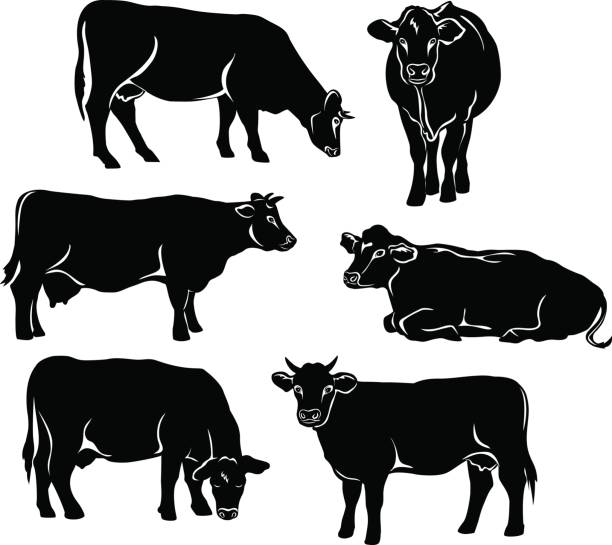 Cow Laying Down Illustrations, Royalty-Free Vector Graphics & Clip Art ...