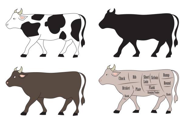 illustrazioni stock, clip art, cartoni animati e icone di tendenza di set di variazioni del bestiame - allevatore