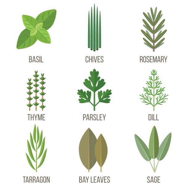 Cculinary herbs Vector set of culinary herbs illustrations. Flat style. dill stock illustrations
