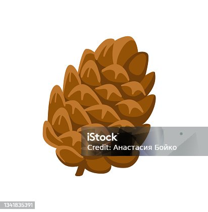 istock Cedar cone cartoon illustration. 1341835391