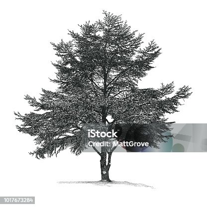 istock Cedar Tree 1017673284
