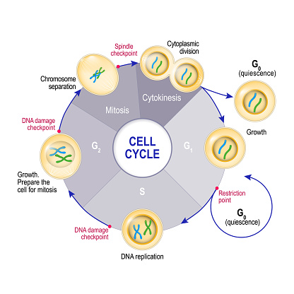 Cell Cycle (Cell division)