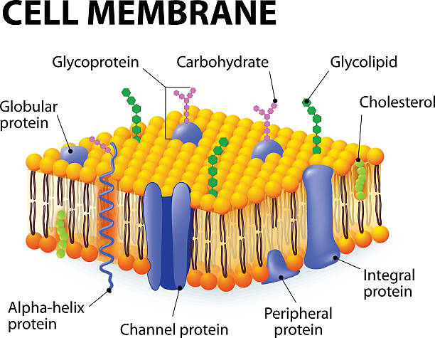 Cell membrane Cell membrane. A detailed diagram models of membrane Structure membrane stock illustrations