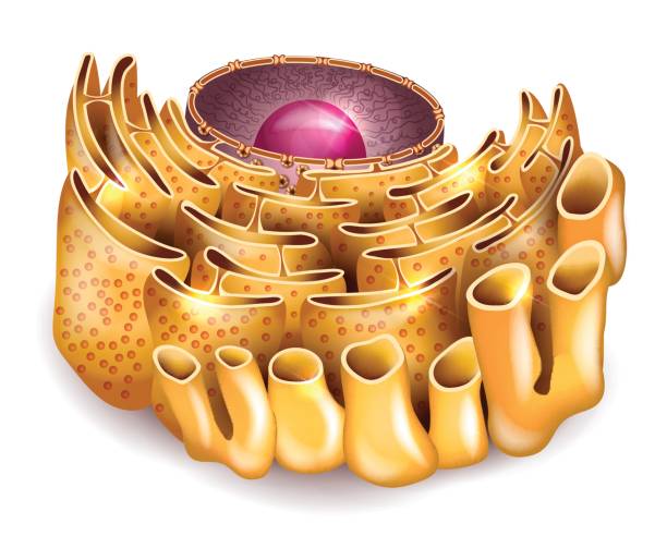 Cell Nucleus and Endoplasmic reticulum Cell Nucleus and Endoplasmic reticulum detailed anatomy on a white background endoplasmic reticulum stock illustrations