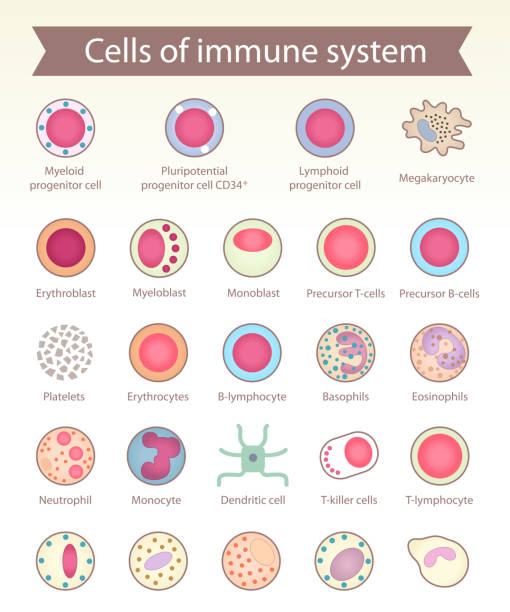 Cells of immune system. Cells of immune system. Medical benefit, the study of immunology. Vector design elements. immune system illustrations stock illustrations