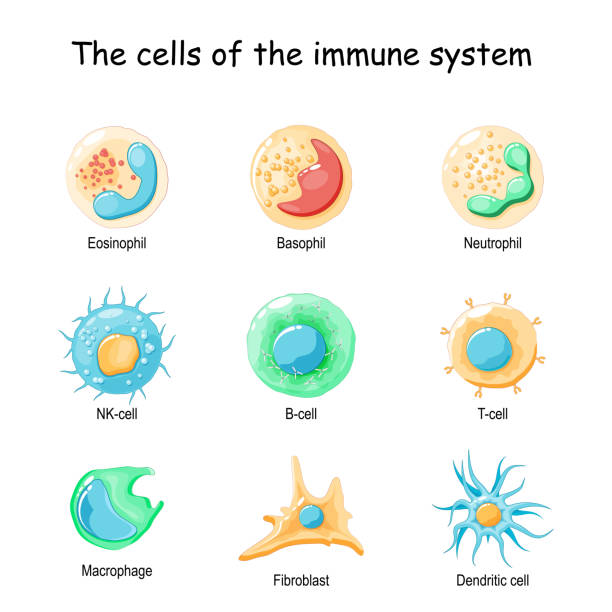 Cells of the immune system. White blood cells Cells of the immune system. White blood cells or leukocytes: Eosinophil, Neutrophil, Basophil, Macrophage, Fibroblast, and Dendritic cell. Vector diagram immune system illustrations stock illustrations