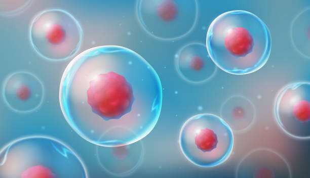 ilustraciones, imágenes clip art, dibujos animados e iconos de stock de células bajo un microscopio. investigación de células madre. terapia celular. división celular. ilustración vectorial sobre un fondo claro - célula