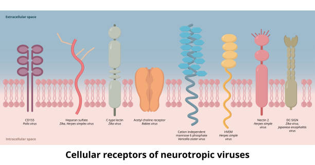 receptory komórkowe wirusów neurotropowych - polio stock illustrations