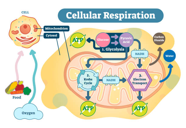 illustrazioni stock, clip art, cartoni animati e icone di tendenza di diagramma dell'illustrazione vettoriale medica della respirazione cellulare, schema del processo di respirazione. - metabolismo
